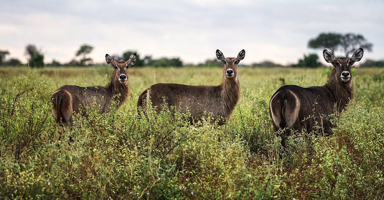 Meru, Kenya